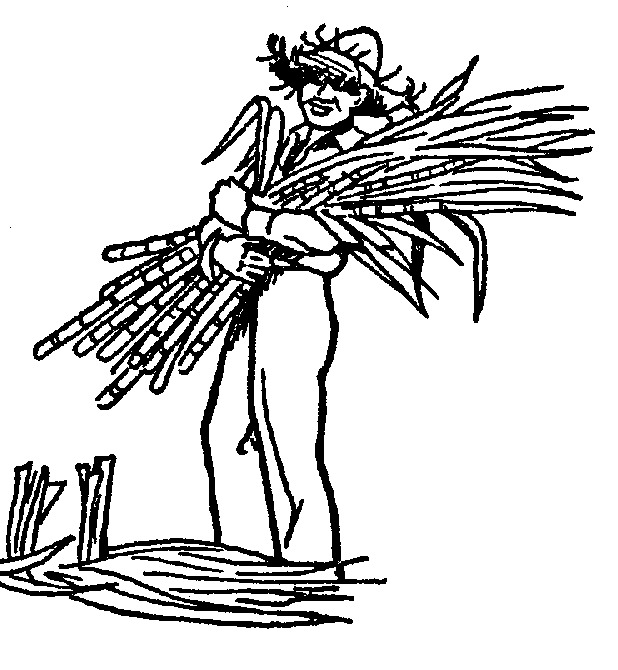 618x670 slave drawing sugar plantation for free download