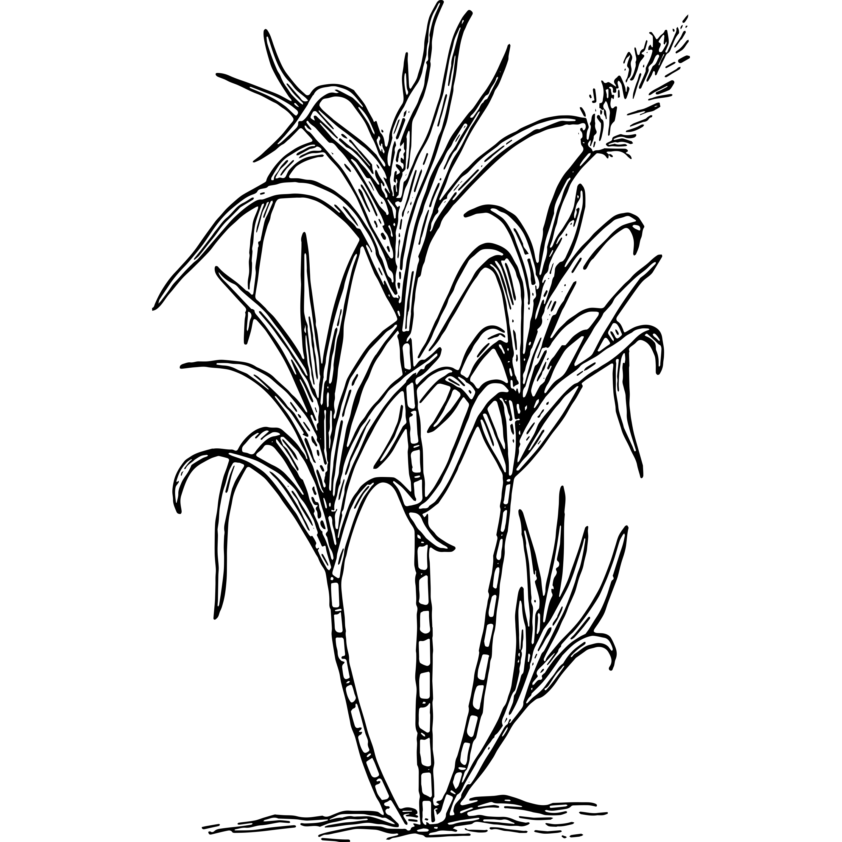 2828x2828 Life After King Sugar