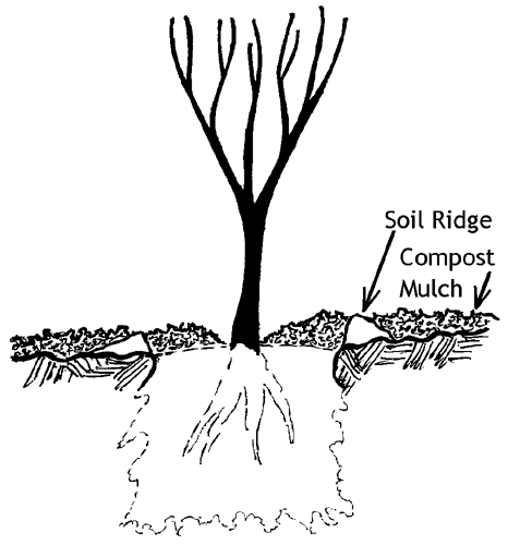 466x500 How To Plant Bare Root Trees