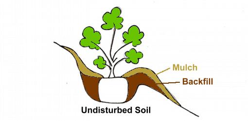 510x250 How To Plant Trees And Shrubs On A Slope Today's Homeowner
