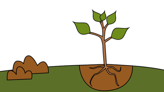550x309 How To Plant A Tree
