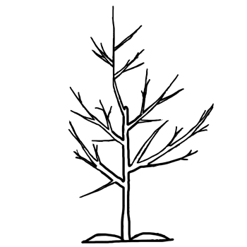 350x350 Training Pruning Fruit Trees Knowledgebase Johnson's Nursery