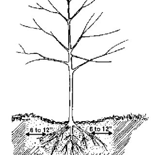 320x320 tree size dictates the required number of stakes download