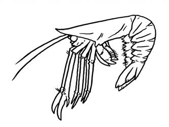 333x250 Zoology Explore Zoology