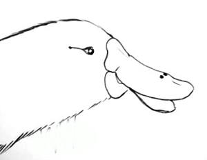 300x232 Platypus Bill