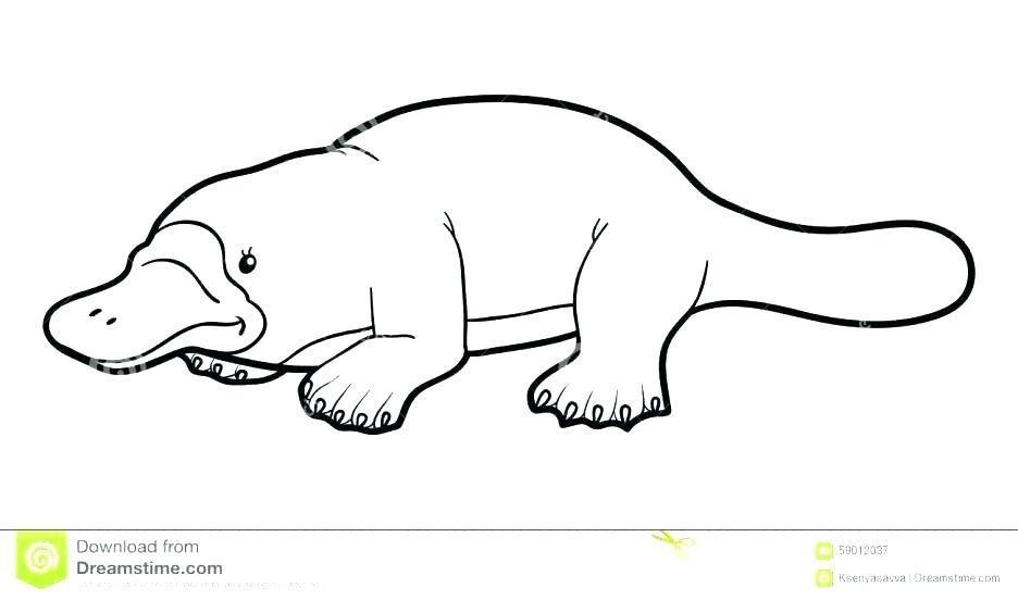 936x552 Platypus Coloring