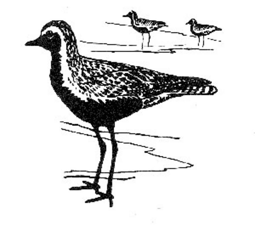 869x768 Fileshorebirds Drawing Art Black And White Golden Plover