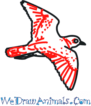 300x350 How To Draw A Piping Plover