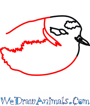 300x350 How To Draw A Snowy Plover