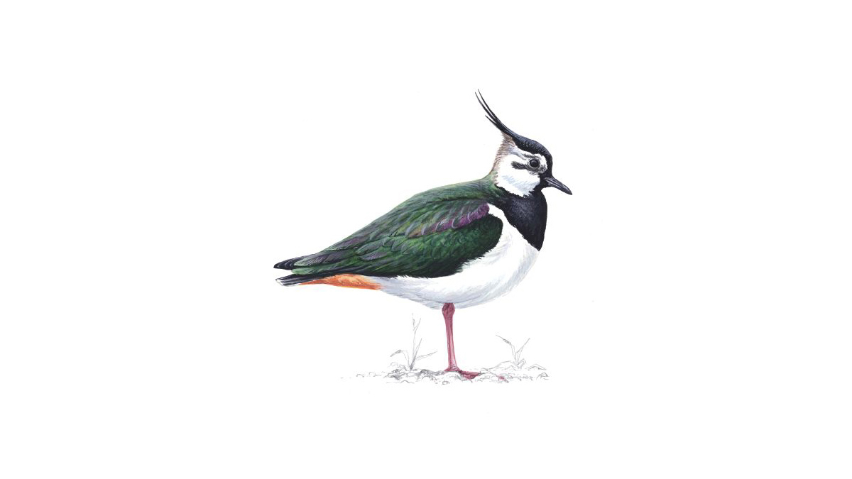 1200x675 Lapwing Bird Facts Vanellus Vanellus