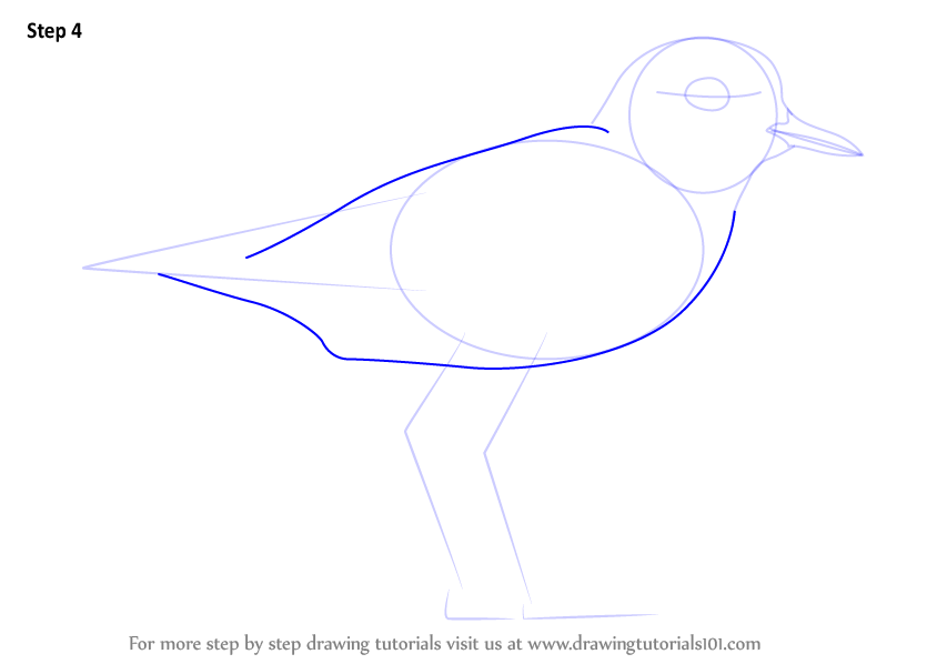 844x598 Learn How To Draw A Lesser Sand Plover