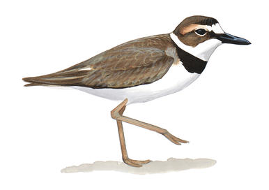 386x272 piping plover audubon field guide