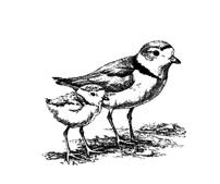 202x169 Piping Plover Drawing