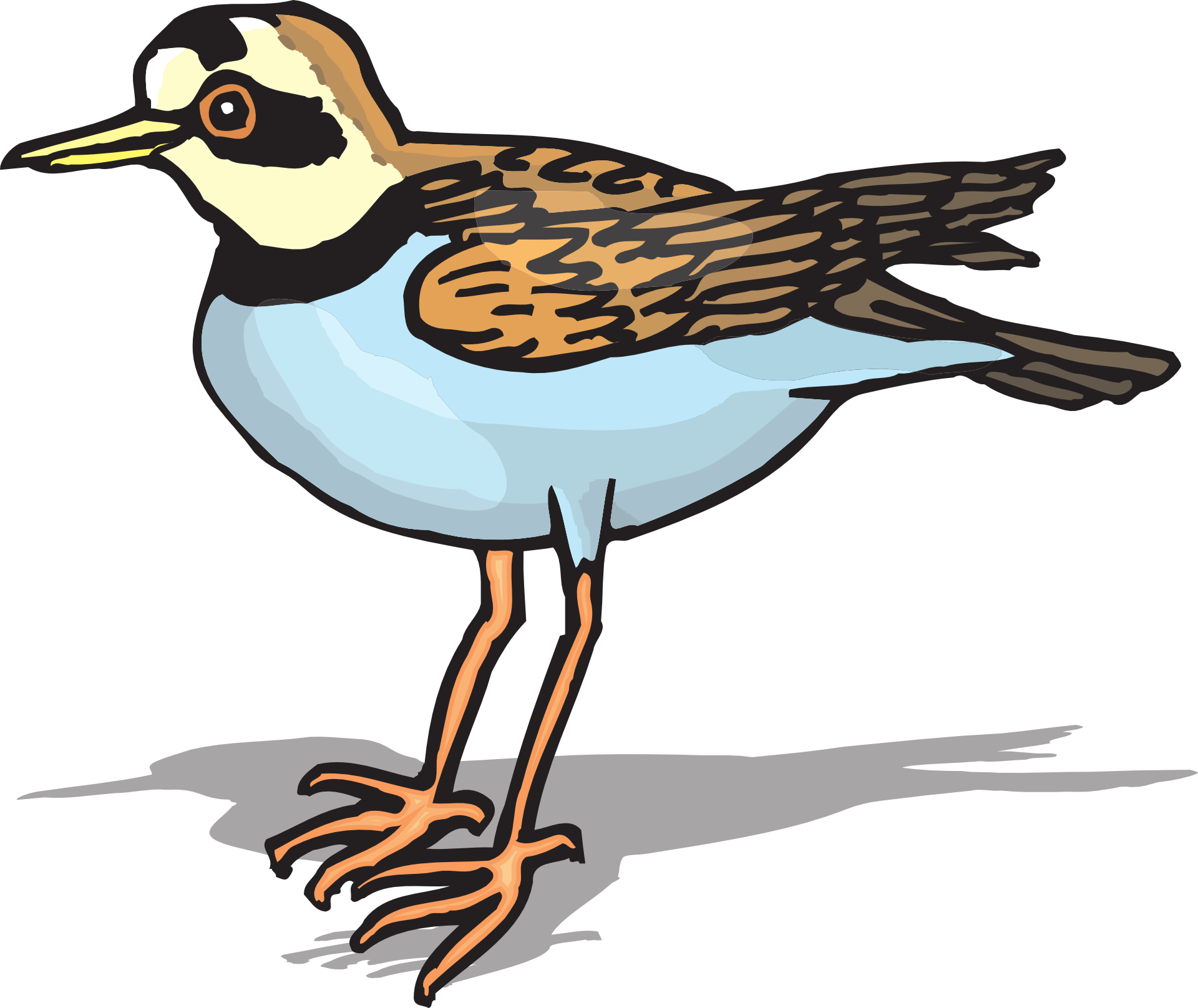 1920x1616 Plover Bird Drawing Free Image