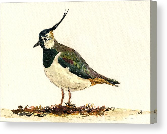 661x531 Vanellus Vanellus Canvas Print Canvas Art