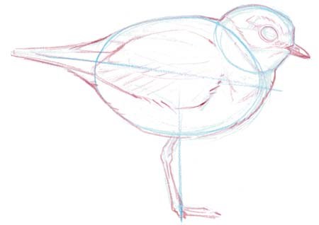 450x318 Plover Shape