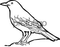 200x158 Birds Freehand Icon