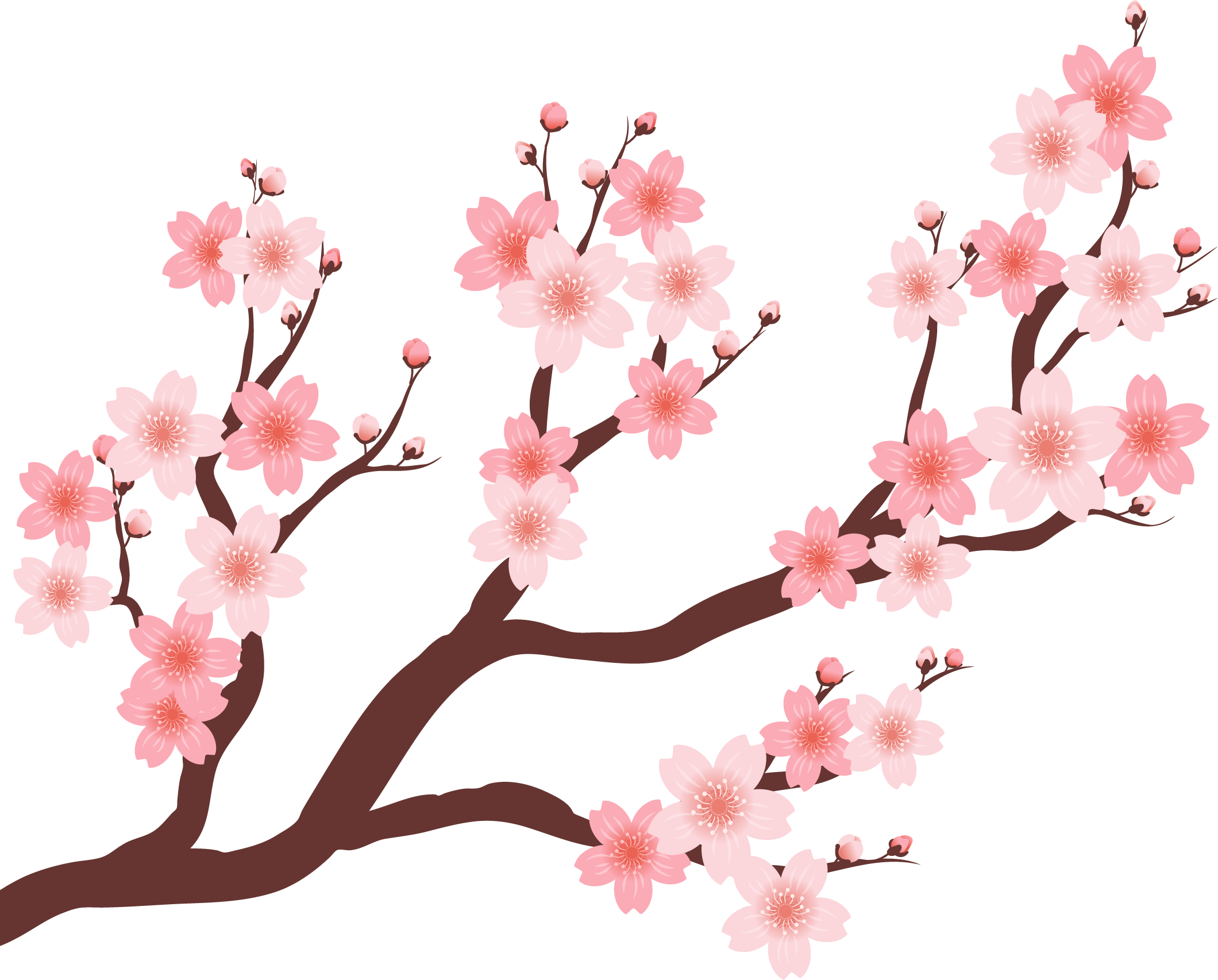 Plum Blossom Drawing Free download on ClipArtMag