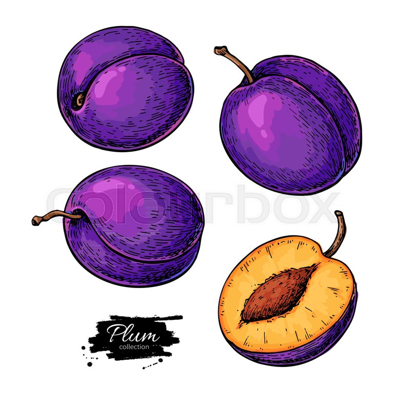 769x800 Plum Vector Drawing Set Hand Drawn Stock Vector Colourbox