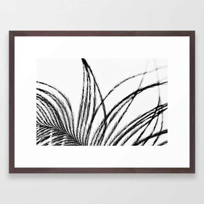 700x700 Plume A Feather Study Framed Art Print