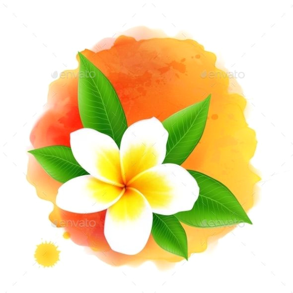 590x590 Drawings Of Frangipani Flowers Troller Us