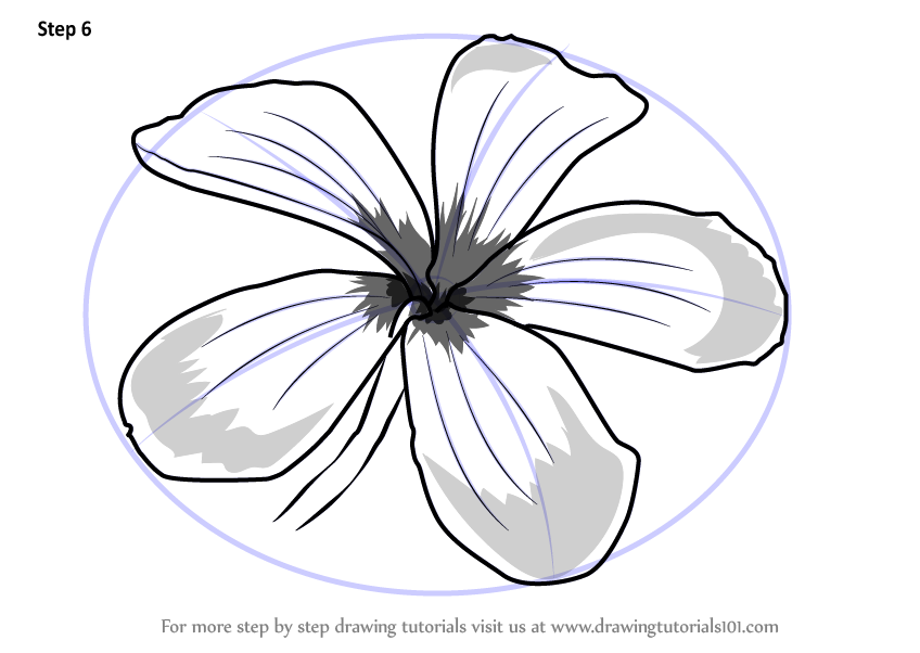 848x602 How To Draw Frangipani Flowers Step