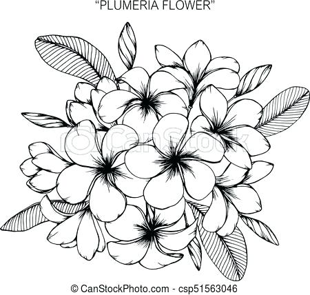 450x428 Plumeria Coloring