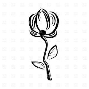 300x300 Stock Photo Plumeria Flower Drawing Illustration Black And White