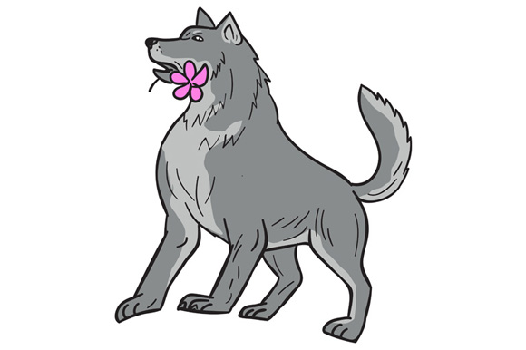 580x386 timber wolf holding plumeria flower drawing