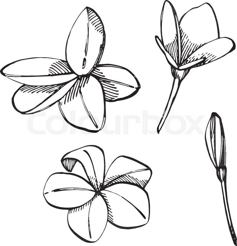 771x800 Tropical Flowers Plumeria Vector Stock Vector Colourbox