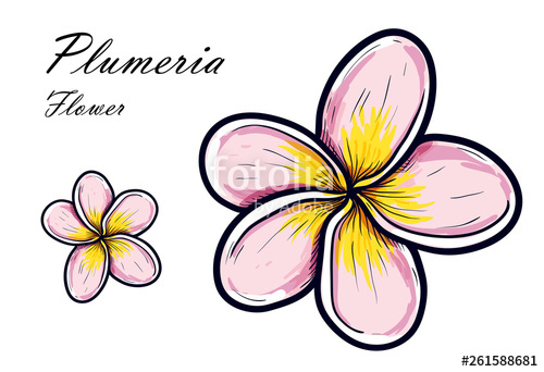 500x342 Vector Illustration Of Beautiful Plumeria, Drawing Spring Flower