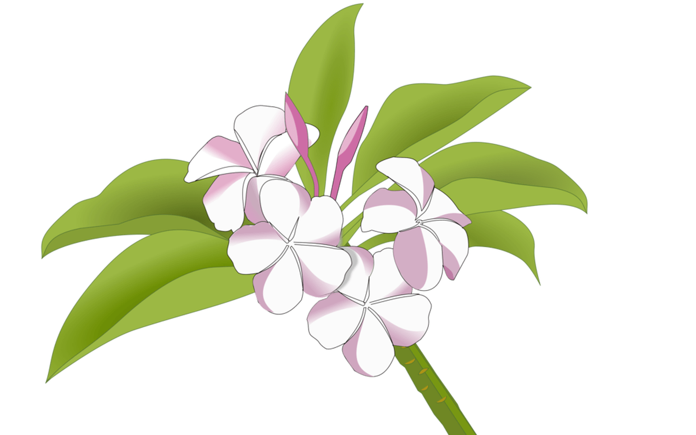 1368x855 Collection Of Free Plumeria Drawing Clipart Download On Ubisafe