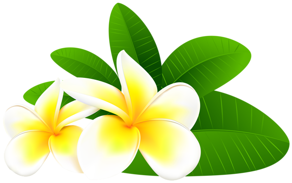600x376 Collection Of Free Plumeria Drawing Clipart Download On Ui Ex