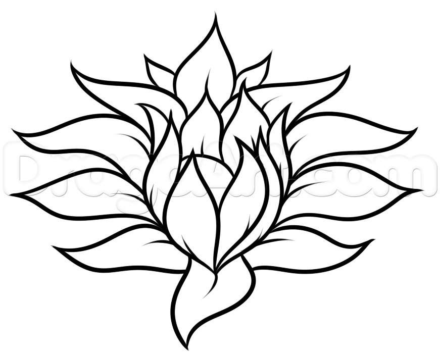 Plumeria Flower Drawing