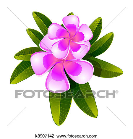 450x470 Frangipani Clipart Look At Clip Art Images