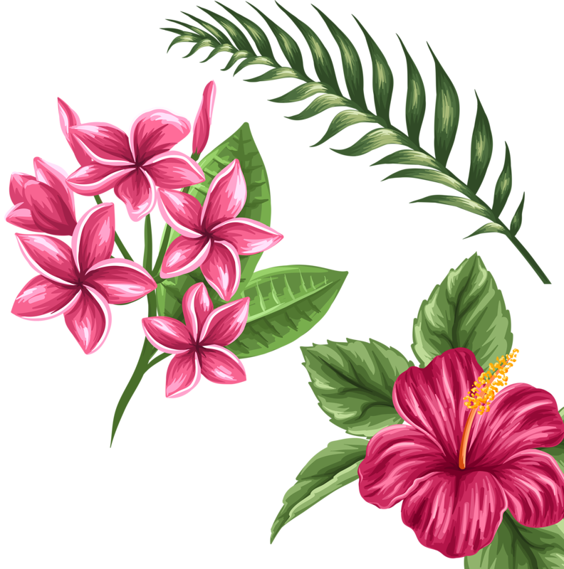 792x800 Hd A Ca F Orig Png Flowers