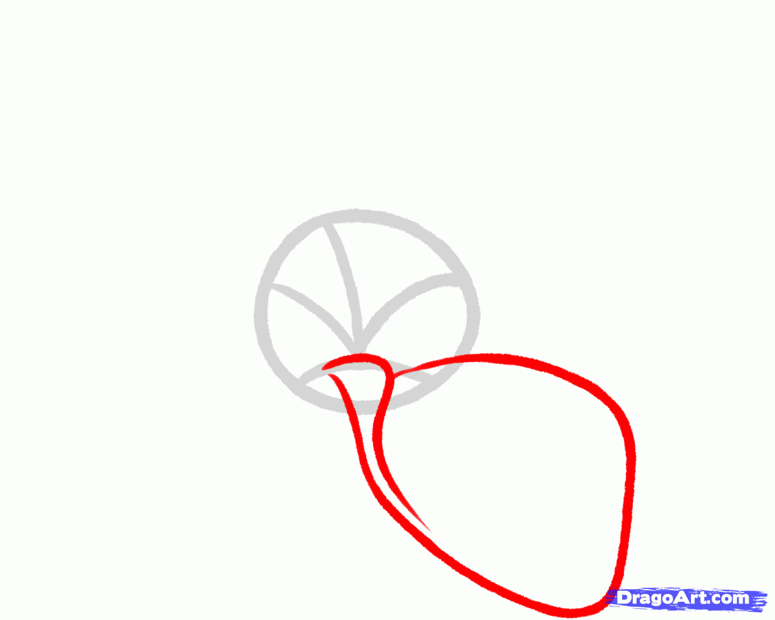 1124x899 How To Draw A Frangipani, Plumeria Flower, Step