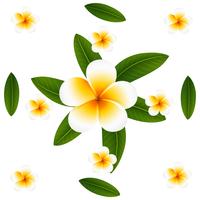 200x200 Plumeria Flower Free Vector Art