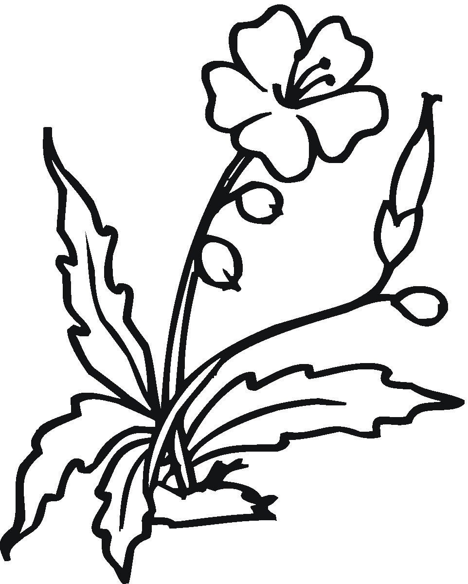962x1200 Plumeria Outline Clipart