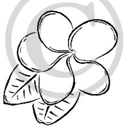 250x261 Plumeria Clip Art Images Clipart Collection