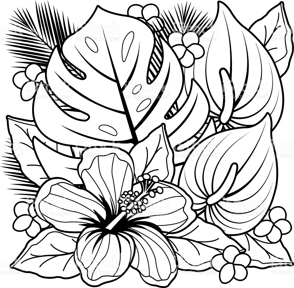 1024x1001 Tropical Flower Line Drawings