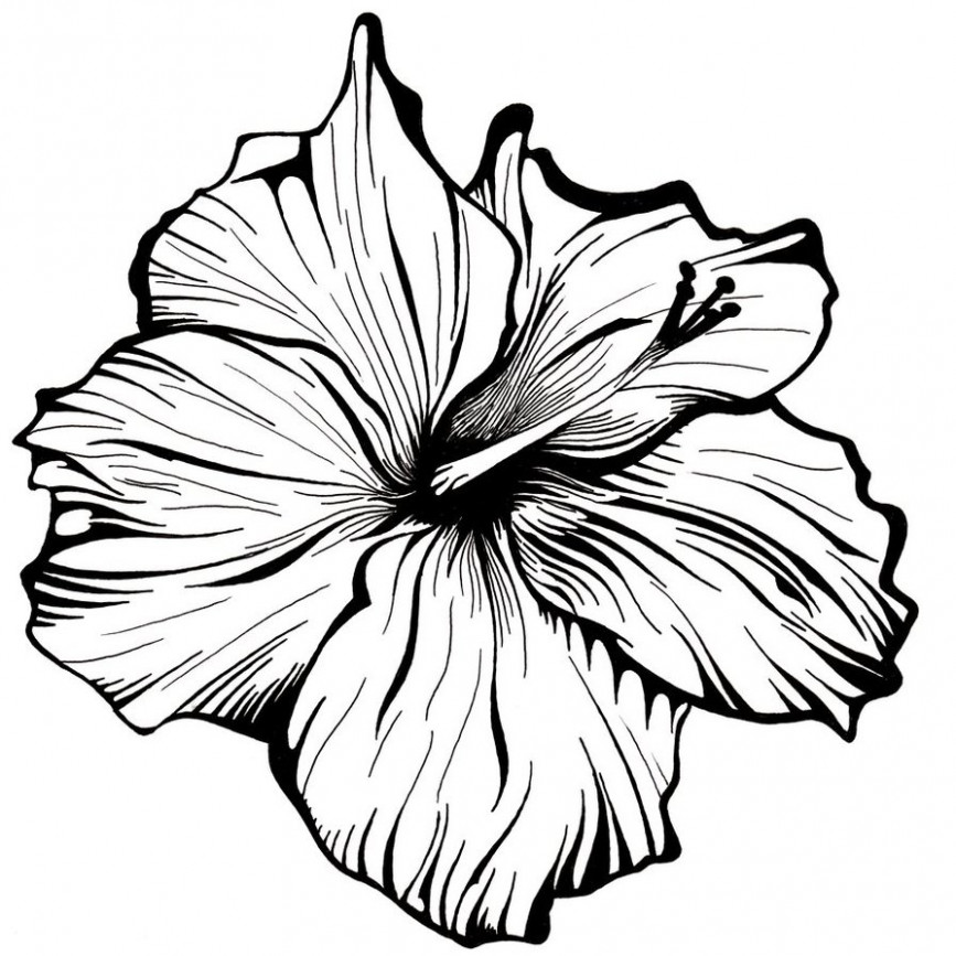 867x867 Understand The Background Of Flower Drawings Now Flower Drawings