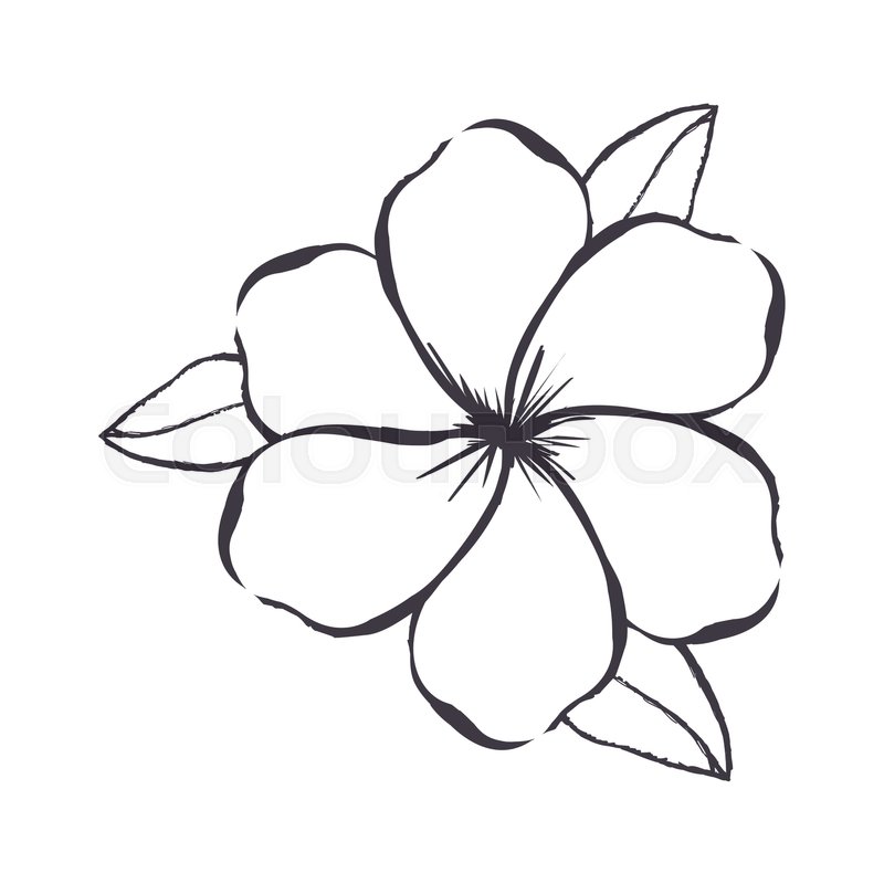 800x800 Delicate Flower Drawing Icon Image Stock Vector Colourbox