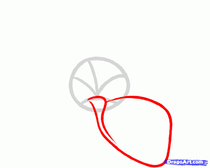 429x343 image result for frangipani line drawing diy drawings, flower