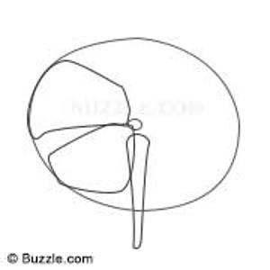 300x300 Learn How To Draw Flowers With These Step