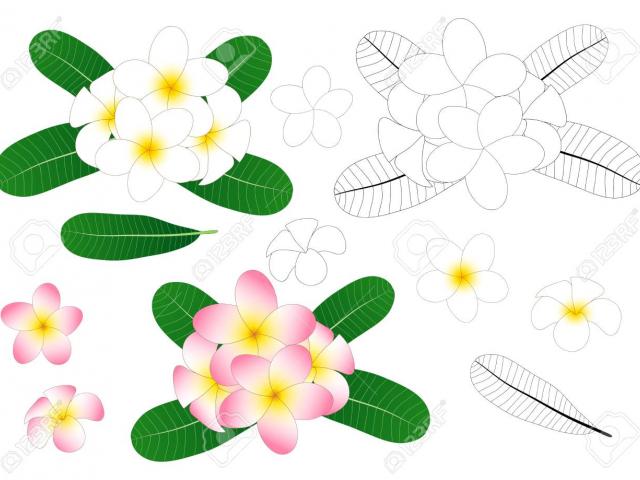 640x480 Plumeria Clipart Free Clip Art Stock Illustrations
