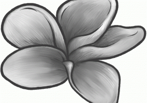 300x210 plumeria rubra flower easy drawings plumeria rubra flower easy