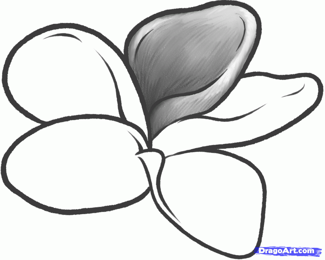 1124x899 how to draw a frangipani, plumeria flower step drawing