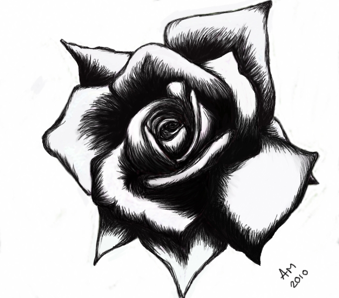 700x615 Rose Drawing, Pencil, Sketch, Colorful, Realistic Art Images