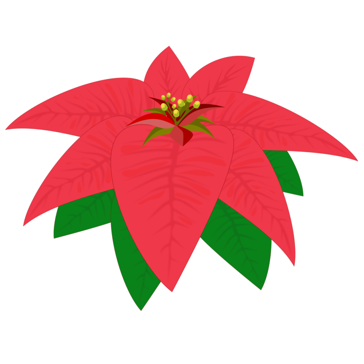 750x750 Drawing Flower Download Poinsettia Petal Cc0